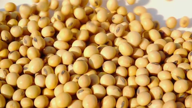 soy bean falling in slow motion