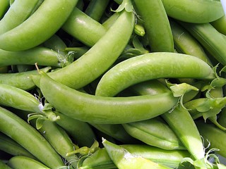 スナップエンドウの収穫