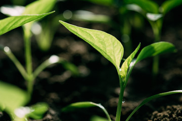Green Sprout With Leaf, Leaves Growing. Spring Concept Of New Life