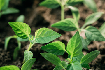 Sprouts With Green Leaf Or Leaves Growing From Soil. Spring Concept