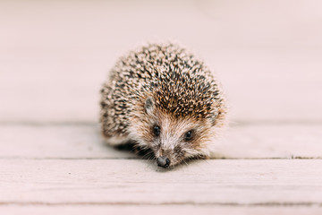 Small Funny Hedgehog Standing On Wooden Floor. European Hedgehog