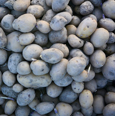 Compost Pile of Rotting Potatoes, close up