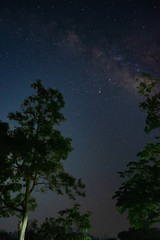The milky way galaxy with trees foreground in the night sky.