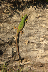 Naklejka na ściany i meble European Green Lizard (Lacerta viridis) in the wild.