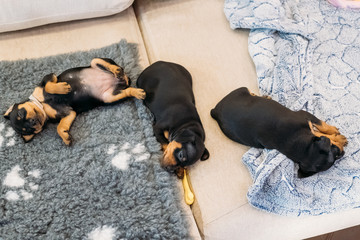 Three Small Black Miniature Pinscher Zwergpinscher, Min Pin Puppy