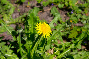 Dandelion flower