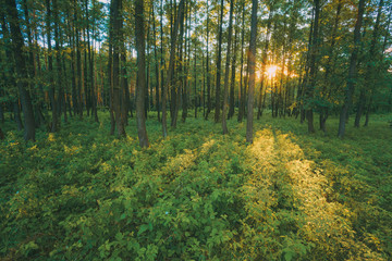 Sun Shining Through Trunks In Green Forest Over Fresh Grass. Summer