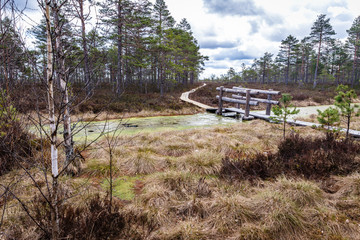 cloudy day in the bog; marsh landscape with river and wooden bridge over it; wooden walkway in the bog