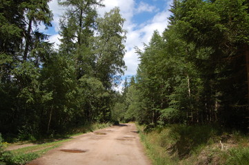 Fototapeta na wymiar ścieżka w lesie