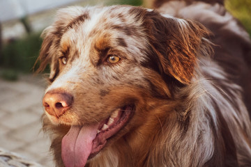 Australian Shepherd