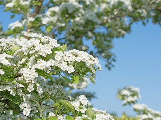 Blühender Weißdorn, Crataegus