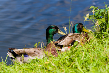 Couple de canard