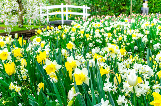 Flower bed with yellow and white daffodil flowers blooming in the Keukenhof spring garden from Lisse- Netherlands.;