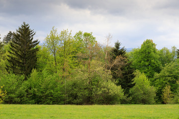 foresta in Slovenia