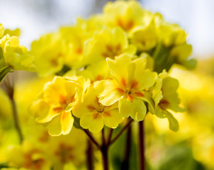 Beautiful Primula Vulgaris flowers blooming in the summer sunshine and cascading over rocks in a traditional English garden