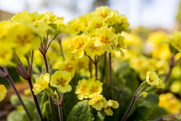 Beautiful Primula Vulgaris flowers blooming in the summer sunshine and cascading over rocks in a traditional English garden