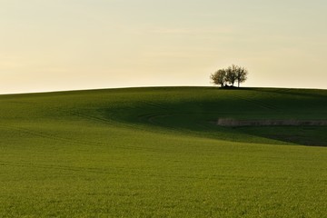 Isolated Trees in the field