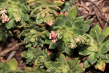 Succulents are succulent plants that are adapted to special climatic and soil conditions
