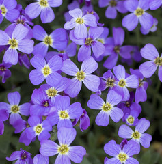 Beautiful purple Aubrieta (commonly known as Aubretia) blooming in the sunshine and cascading over rocks in a traditional English garden in the UK