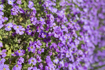 Beautiful purple Aubrieta (commonly known as Aubretia) blooming in the sunshine and cascading over rocks in a traditional English garden