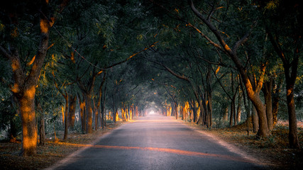 Obraz premium Forest road