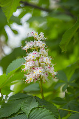 Spring blossoming chestnut flower