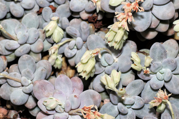 Succulents are succulent plants that are adapted to special climatic and soil conditions
