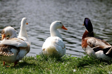 Wild Ducks in park before going to lake