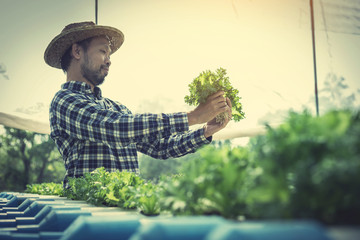 farmer inspecting hydroponic farm and observing growth vegetable Meticulously after delivered to...