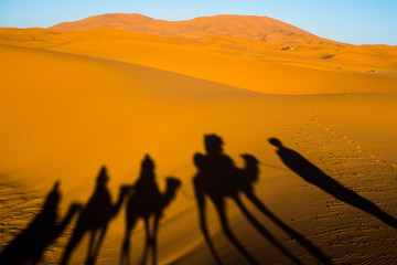 Wide angle shot of caravan traveling and camels shadows on the sand dune in Sahara desert
