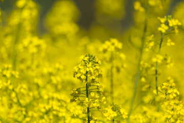 Obraz premium detailed view on yellow rapeseed blossom (brassica napus) canola field