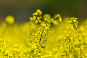 close view on yellow rapeseed flowers (brassica napus) canola field