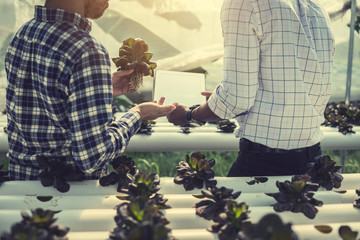 farmer inspecting hydroponic farm and observing growth vegetable Meticulously after delivered to...