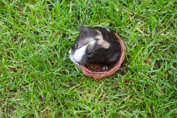 Little guinea pig in the grass