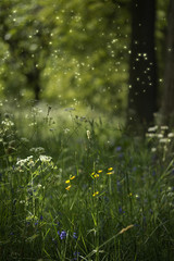 Obraz premium Stunning fantasy style landscape image of fireflies in night time forest scene