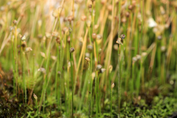 Succulents are succulent plants that are adapted to special climatic and soil conditions
