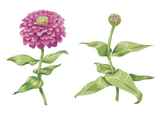Beautiful pink zinnia flowers isolated on white background. One unblown bud on a stem with green leaves. Botanical vector Illustration. - obrazy, fototapety, plakaty