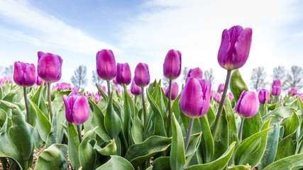 Landscape with colroful tulips field during springtime in the Netherlands
