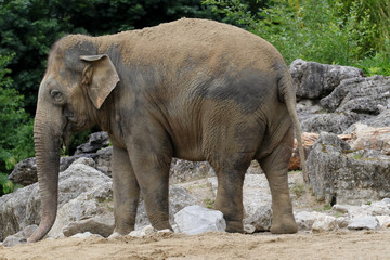 Elefant