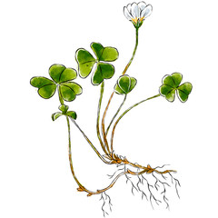 Hand drawn wild plant oxalis isolated on white background. Botanical element for your design. Herbal illustration.