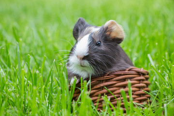 Little guinea pig in the grass