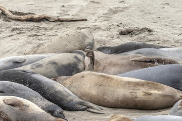 sea lions at the beach in San Simeon