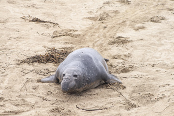 sea lions at the beach