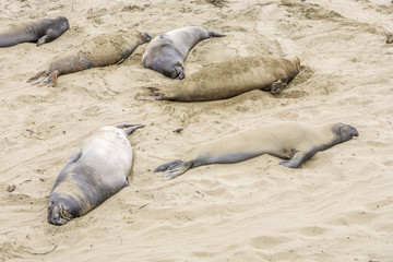 male Sealions relax at the beach