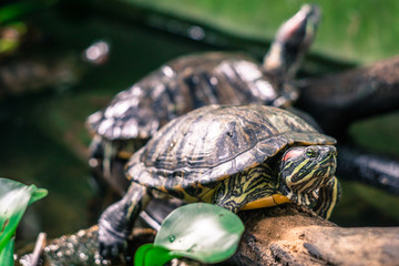 Turtles in the tree in the tropical forest of Vietnam.