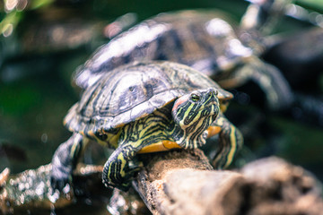 Obraz premium Turtles in the tree in the tropical forest of Vietnam.