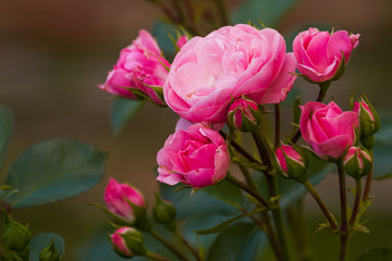 Bush of pink roses in the summer garden