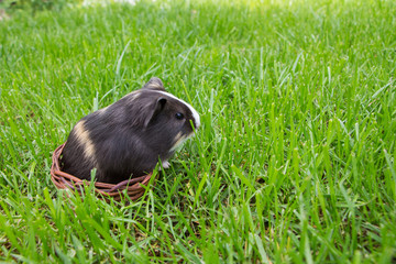 Little guinea pig in the grass