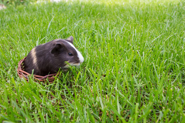Little guinea pig in the grass