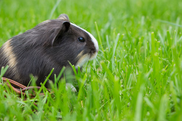 Little guinea pig in the grass